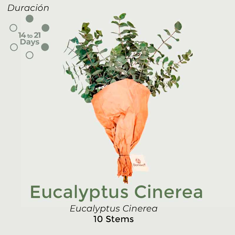 Eucalyptus-Cinerea