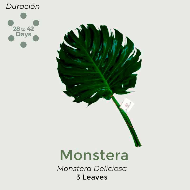 Mostera