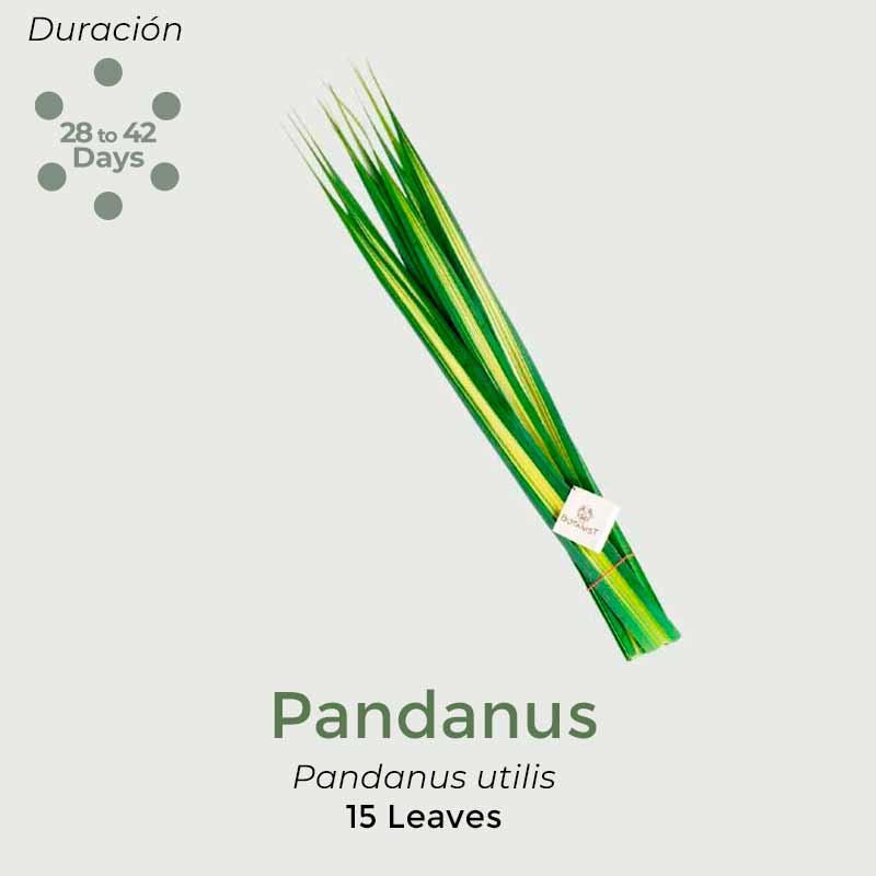 Pandanus
