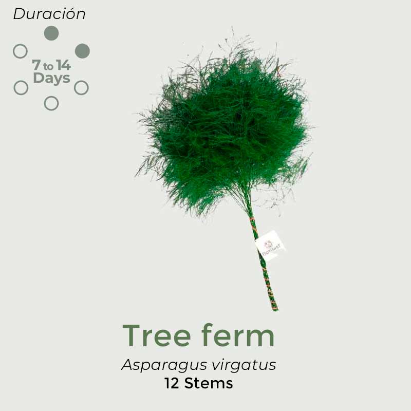 Tree-ferm