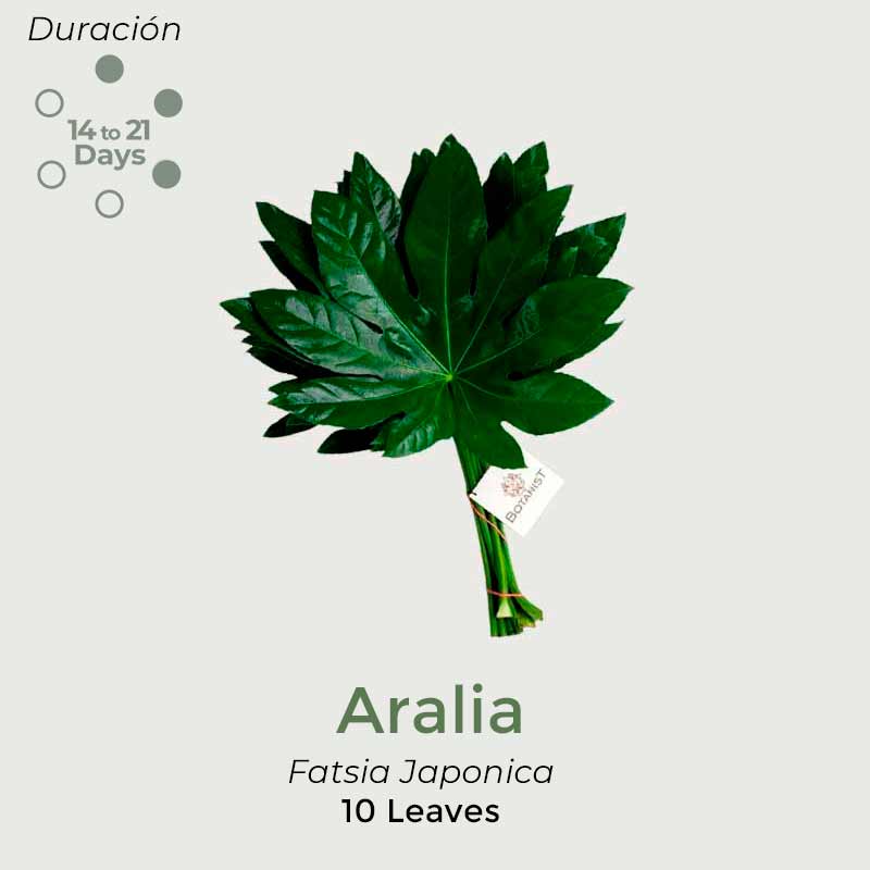 aralia