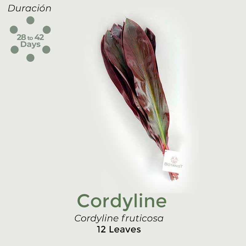 cordyline