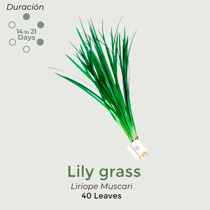 lili