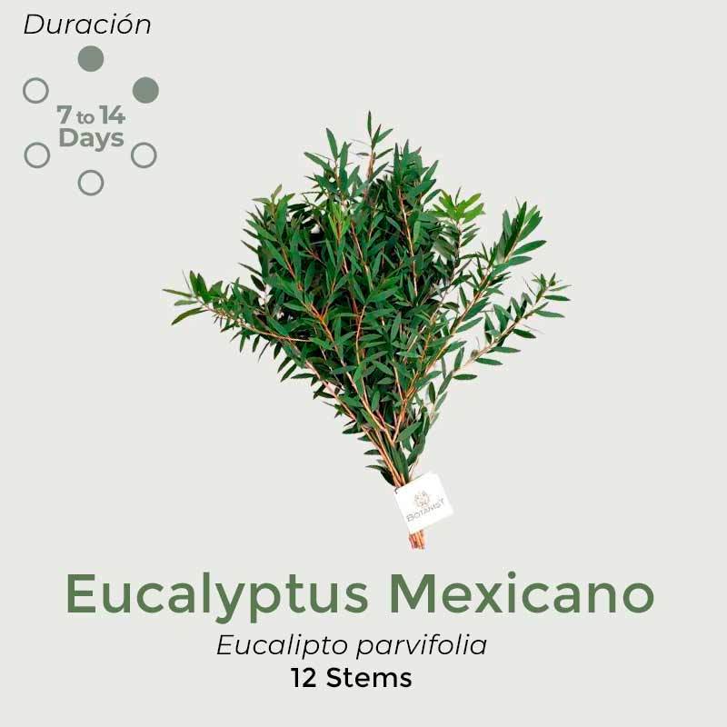 mexicano