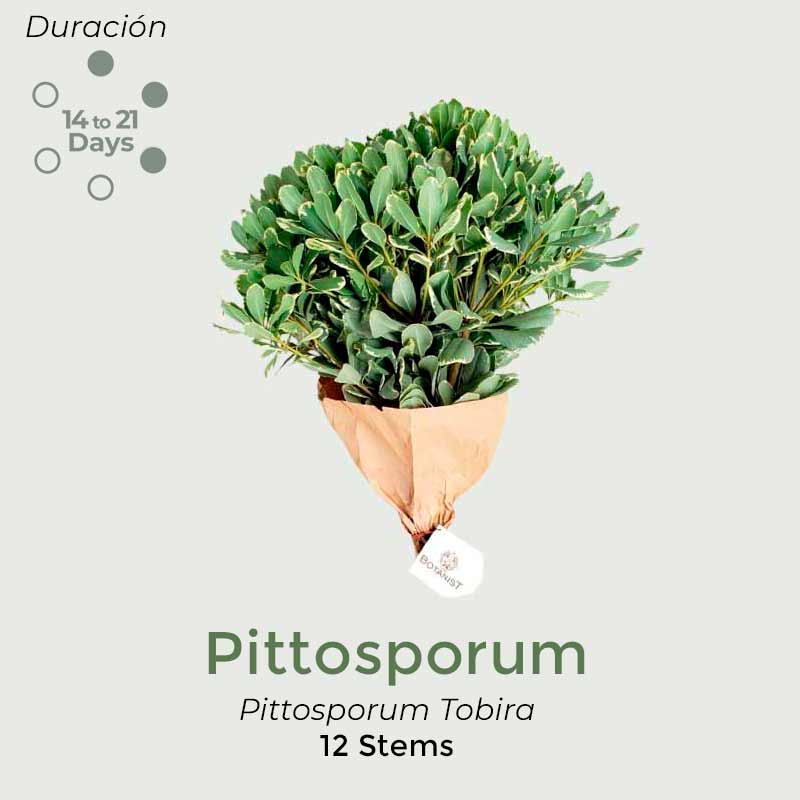 pittoporum