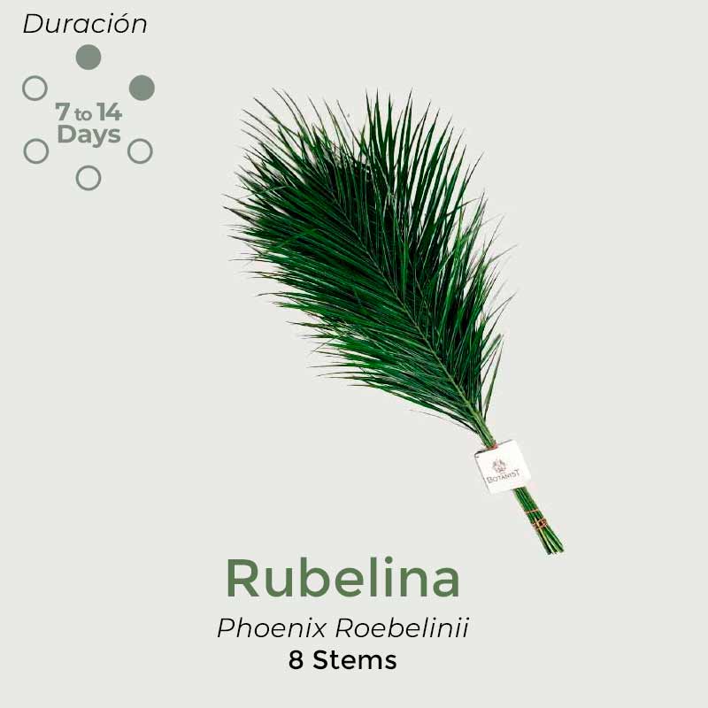 rubelina