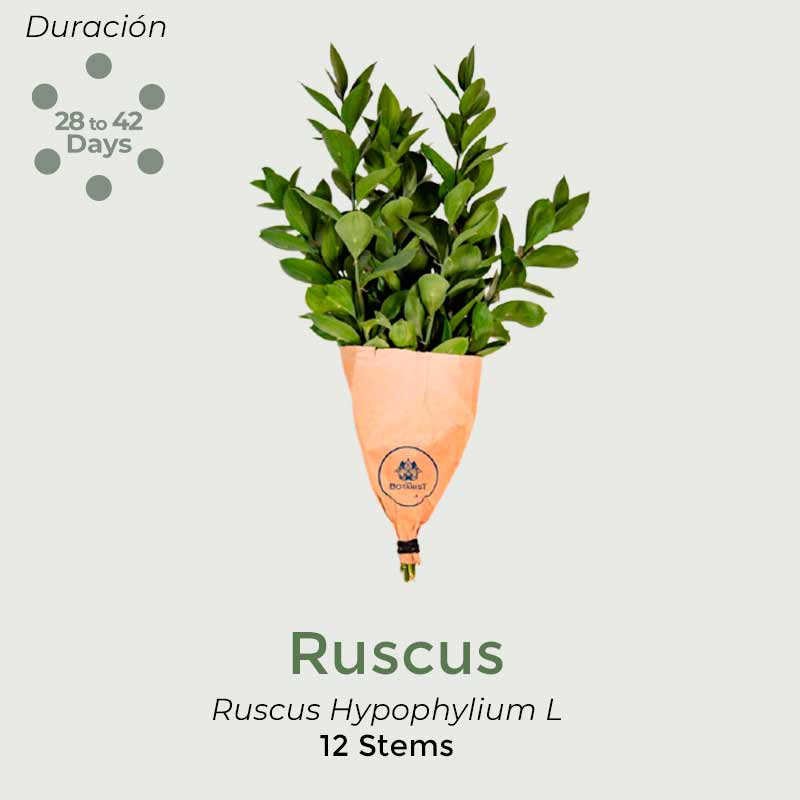 ruscus