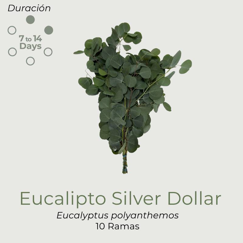Eucalipto Silver Dollar