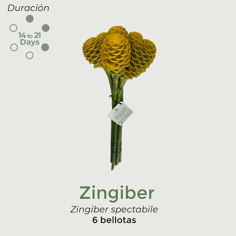 Zingiber