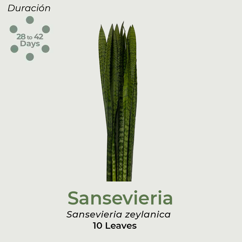 sansevieria