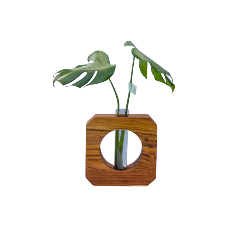 Monstera enraizada viva en base de madera