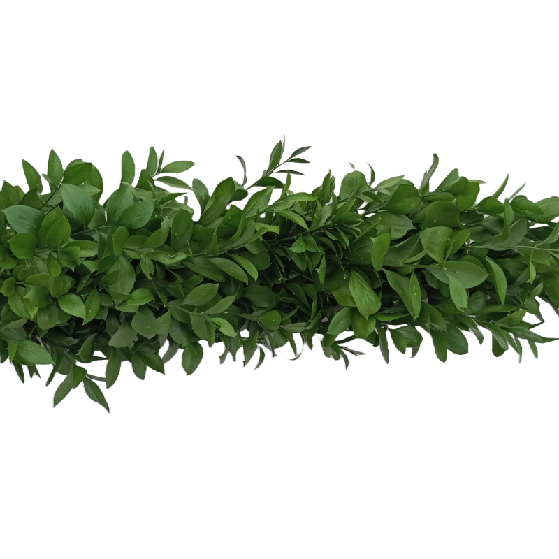 Guirnalda de Ruscus 1 Mt